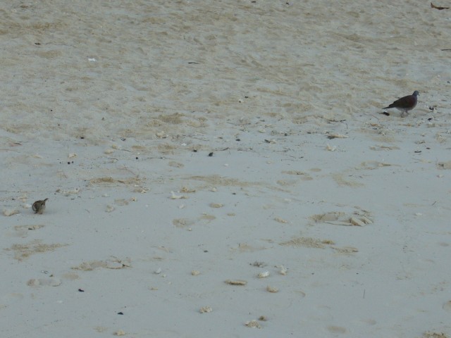 P1010955_Trou_Aux_Biches_Beach4.JPG