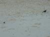 P1010955_Trou_Aux_Biches_Beach4_thumb.jpg
