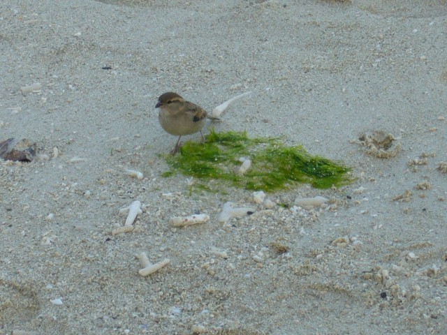 P1010960_Trou_Aux_Biches_Beach8.JPG
