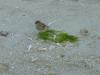 P1010960_Trou_Aux_Biches_Beach8_thumb.jpg