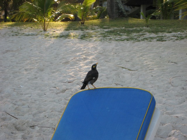 P1010961_Trou_Aux_Biches_Beach14_c.JPG