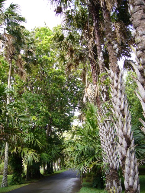 P1010984_Botanical_Garden_Pampelmousse4.JPG