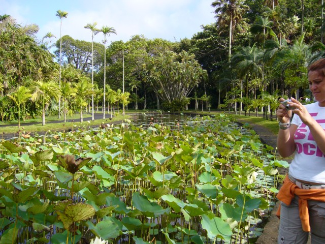 P1010986_Lotus_Water_Lilies_At_Pampelmousse1.JPG