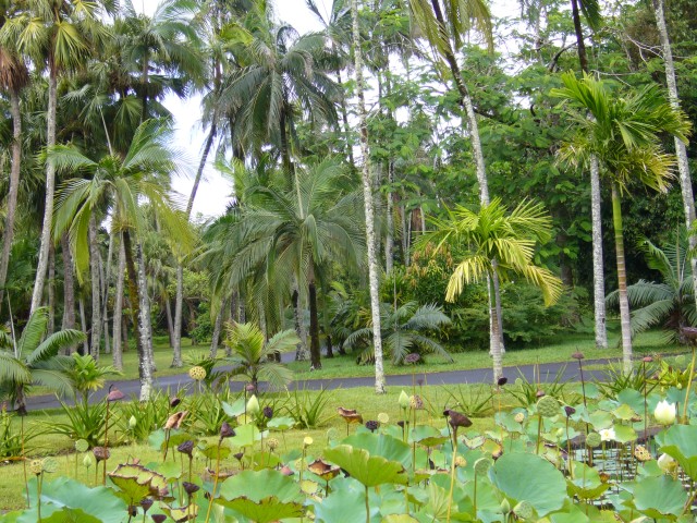 P1010987_Lotus_Water_Lilies_At_Pampelmousse2.JPG