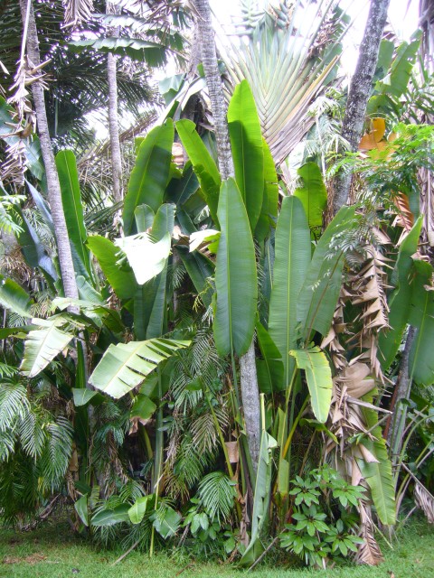 P1010988_Banana_And_Fan_Palm_At_Pampelmousse.JPG