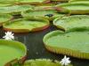P1010990_Giant_Water_Lilies_At_Pampelmousse2_thumb.jpg