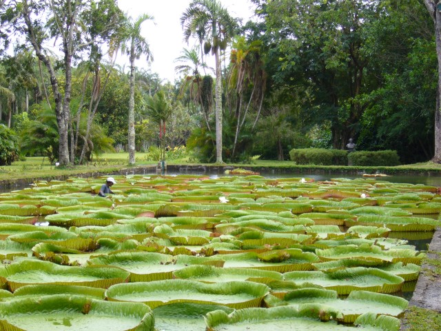 P1010991_Giant_Water_Lilies_At_Pampelmousse3.JPG