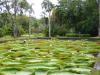 P1010991_Giant_Water_Lilies_At_Pampelmousse3_thumb.jpg