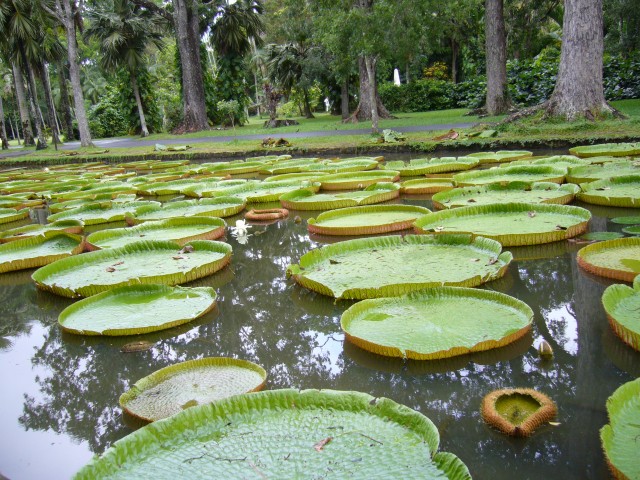 P1010993_Giant_Water_Lilies_At_Pampelmousse3.JPG