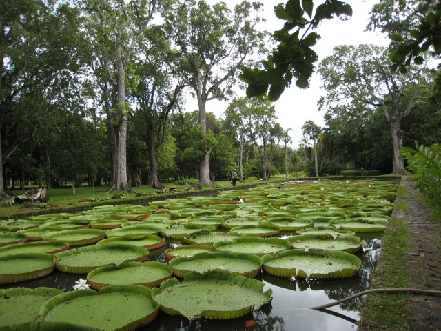P1010993_Giant_Water_Lilies_At_Pampelmousse4_c.JPG