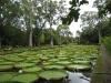 P1010993_Giant_Water_Lilies_At_Pampelmousse4_c_thumb.jpg