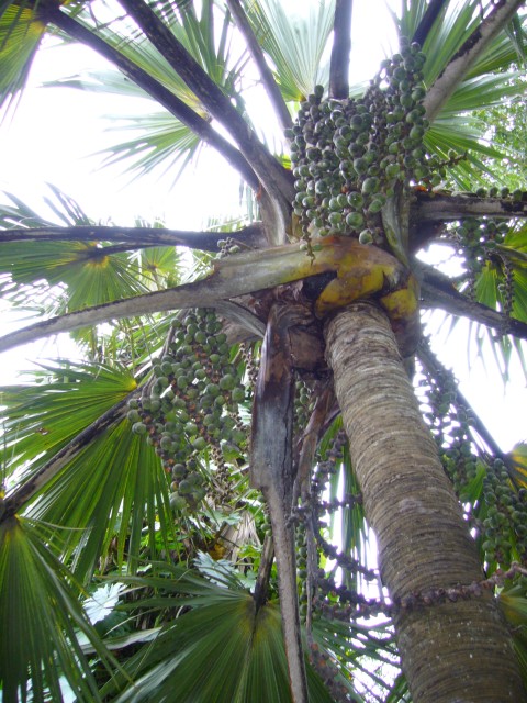 P1010994_Spicetrees_At_Pampelmousse1.JPG