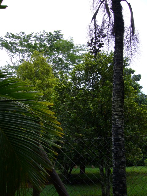 P1010995_Spicetrees_At_Pampelmousse2.JPG