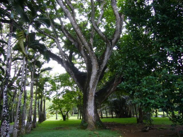 P1010997_Spicetrees_At_Pampelmousse4.JPG