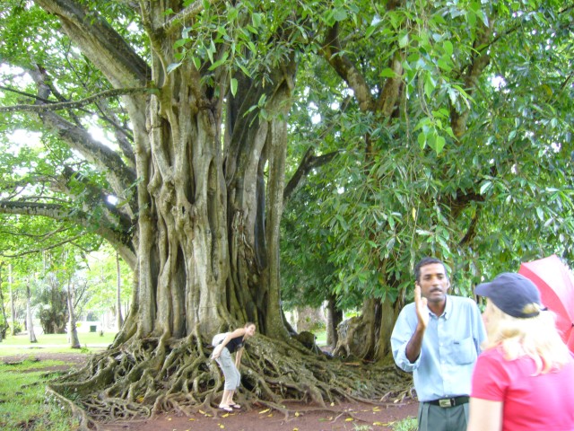 P1010998_Spicetrees_At_Pampelmousse5.JPG