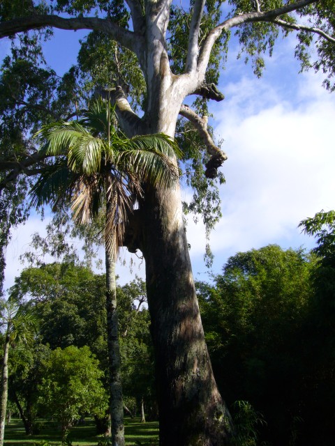 P1020001_Palms_At_Pampelmousse2.JPG