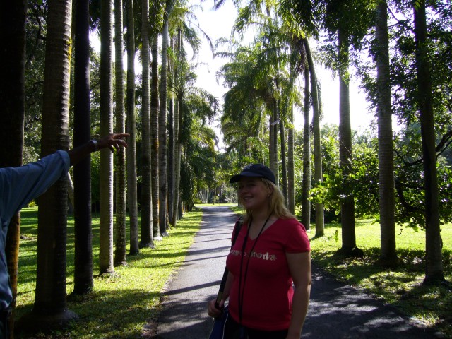 P1020002_Palms_At_Pampelmousse3.JPG