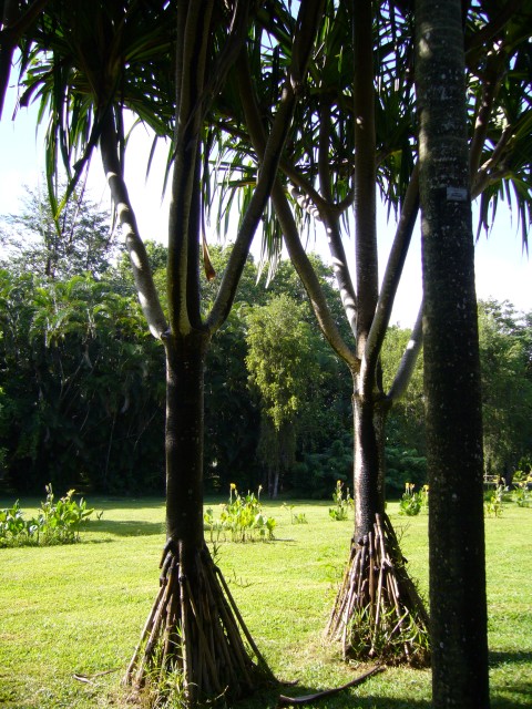 P1020003_Palms_At_Pampelmousse4.JPG
