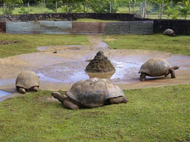 P1020011_Giant_Turtle_At_Pampelmousse1.JPG