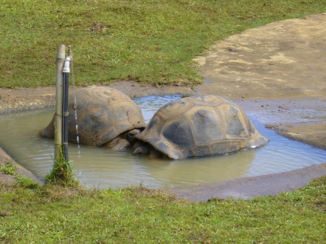 P1020012_Giant_Turtle_At_Pampelmousse2.JPG