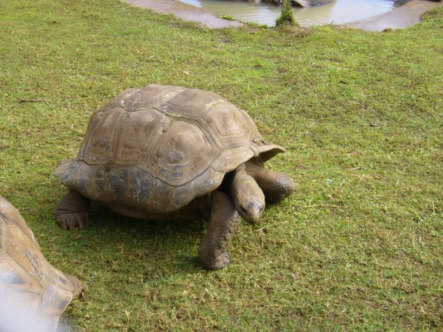 P1020014_Giant_Turtle_At_Pampelmousse4.JPG