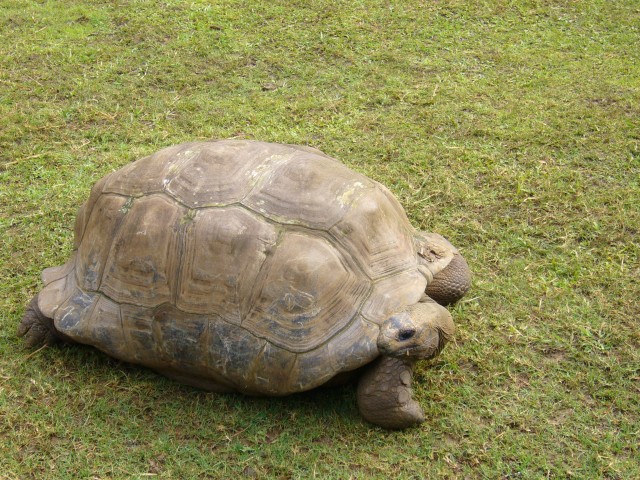 P1020015_Giant_Turtle_At_Pampelmousse5.JPG