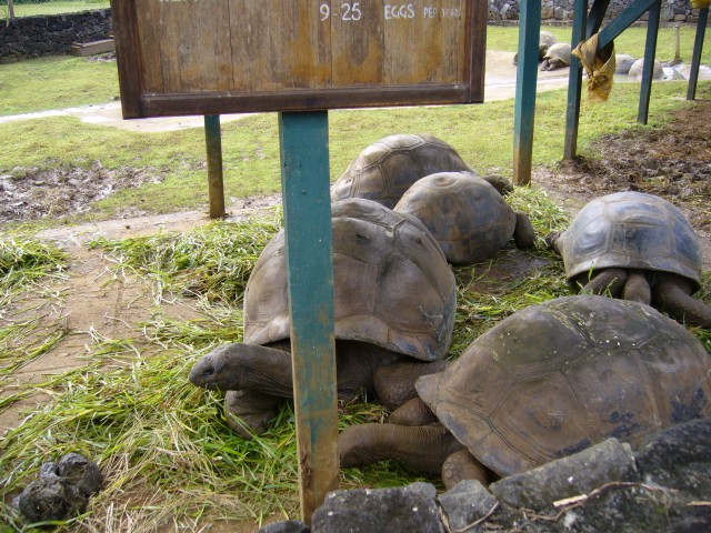 P1020017_Giant_Turtle_At_Pampelmousse6.JPG