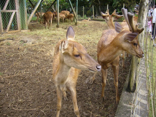P1020020_Deer_Park_At_Pampelmousse1.JPG