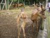 P1020020_Deer_Park_At_Pampelmousse1_thumb.jpg