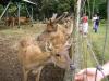P1020021_Deer_Park_At_Pampelmousse2_thumb.jpg
