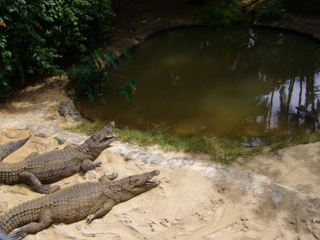 P1020050_Crocodiles_At_Le_Vanille.JPG