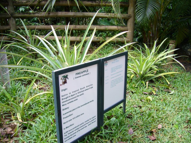 P1020053_Pineapple_Plant_At_Le_Vanille.JPG