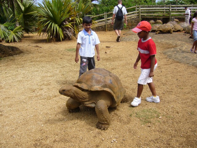 P1020055_Giant_Turtle_At_Le_Vanille2.JPG