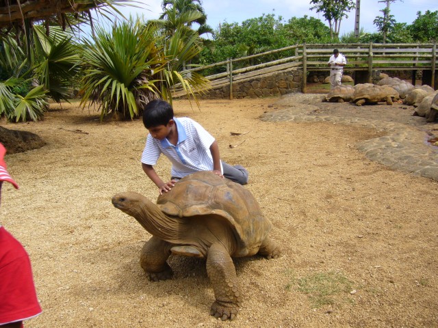 P1020056_Giant_Turtle_At_Le_Vanille3.JPG
