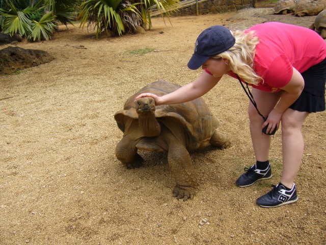 P1020057_Giant_Turtle_At_Le_Vanille4.JPG