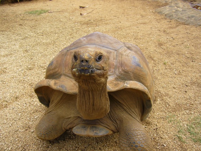 P1020058_Giant_Turtle_At_Le_Vanille5.JPG