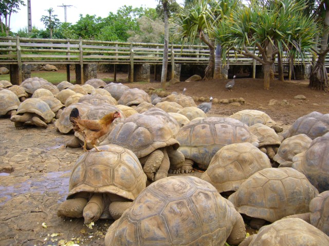 P1020059_The_Giant_Turtles_At_Le_Vanille1.JPG