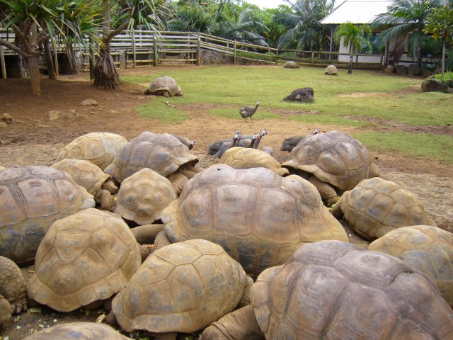P1020060_The_Giant_Turtles_At_Le_Vanille2.JPG