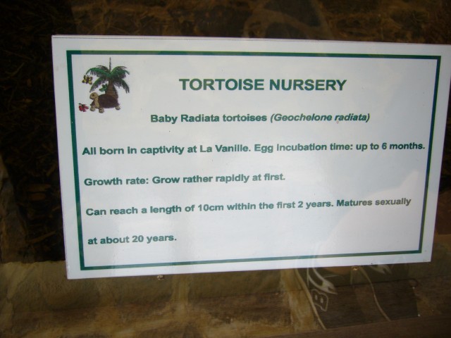 P1020061_Turtle_Nursery1.JPG