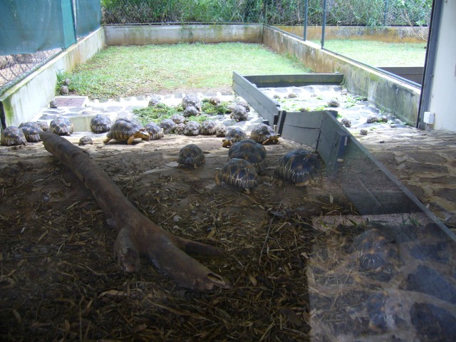 P1020062_Turtle_Nursery2.JPG