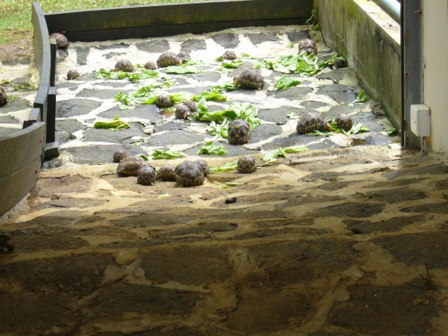 P1020063_Turtle_Nursery3.JPG
