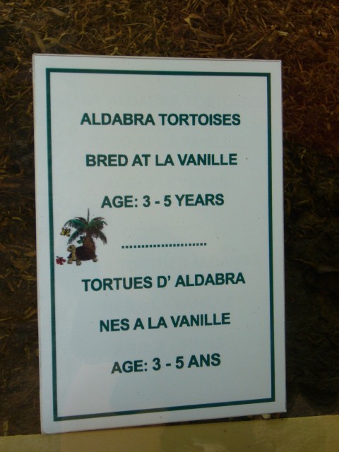 P1020064_Aldabra_Turtles1.JPG