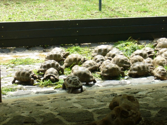 P1020066_Aldabra_Turtles2.JPG