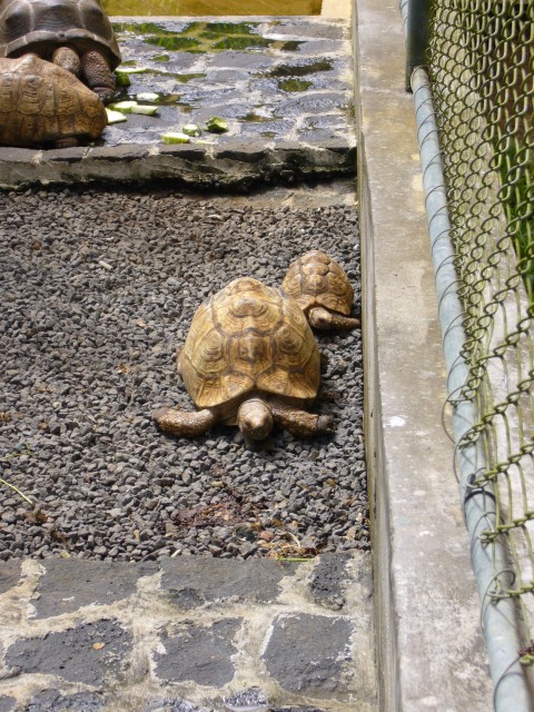 P1020067_Aldabra_Turtles3.JPG