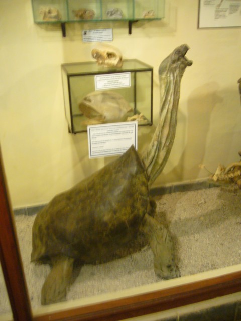 P1020069_Museum_With_Seaturtle_At_Le_Vanille.JPG