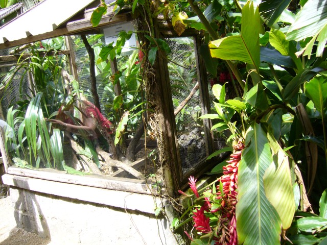 P1020071_Iguanas_At_Le_Vanille1.JPG