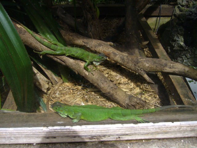 P1020072_Iguanas_At_Le_Vanille2.JPG