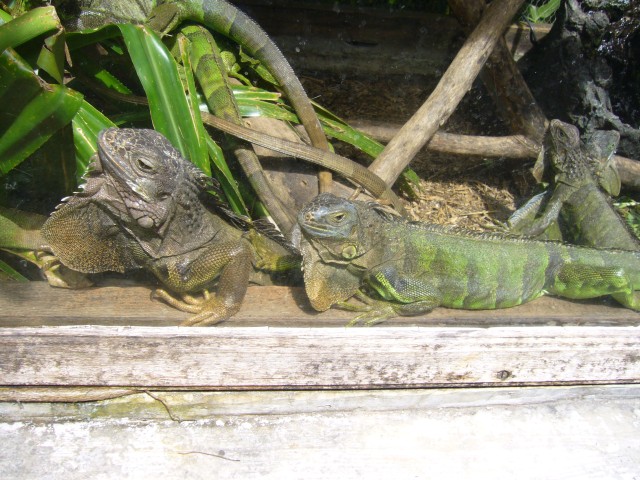 P1020073_Iguanas_At_Le_Vanille3.JPG