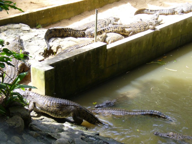 P1020074_Crocodiles_At_Le_Vanille1.JPG