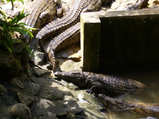 P1020075_Crocodiles_At_Le_Vanille2.JPG